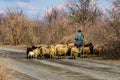 Shepherd leading flock of the sheep on asphalt road