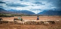 Shepherd leading herd of sheep