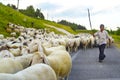 Shepherd leading his flock