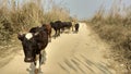 A shepherd leads cows to the forest