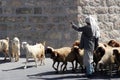 The shepherd leads a flock of sheep grazing just as in biblical times in Bethlehem