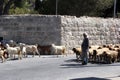 The shepherd leads a flock of sheep grazing just as in biblical times in Bethlehem