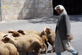 The shepherd leads a flock of sheep grazing just as in biblical times in Bethlehem Royalty Free Stock Photo