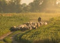 Shepherd leads a herd of sheeps