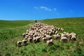 Shepherd leads his sheep Royalty Free Stock Photo