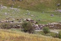 A shepherd leads a large herd of domestic goats to graze on a meadow, along river along hilly terrain Royalty Free Stock Photo