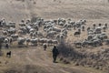 Shepherd with a lot of sheep Royalty Free Stock Photo