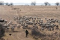 Shepherd with a lot of sheep Royalty Free Stock Photo