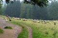 A shepherd man with his dogs grazes sheep in the Tatra Mountains Royalty Free Stock Photo