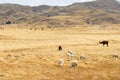 Shepherd managing her flock, Peru