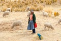 Shepherd managing her flock, Peru