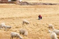 Shepherd managing her flock, Peru