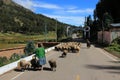 Shepherd managing her sheeps on peruvian street