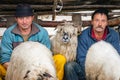 Shepherd milking sheep at the traditional farming in country side of Transylvania , Roumania