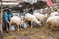 Shepherd milking sheep at the traditional farming in country side of Transylvania , Roumania