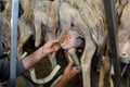 The shepherd milks a row of sheep. Royalty Free Stock Photo