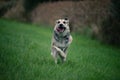 Shepherd Mix dog runnig in grass Royalty Free Stock Photo