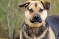 Shepherd mixed breed dog