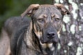 Shepherd mixed breed mutt dog pet adoption photo