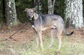 Shepherd mixed breed mutt dog pet adoption photo Royalty Free Stock Photo