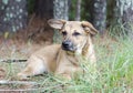 Shepherd mixed breed mutt puppy dog Royalty Free Stock Photo