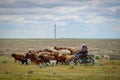 Shepherd on a motorcycle with his flock in the steppe Royalty Free Stock Photo