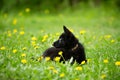 Shepherd puppy of black colour. lying in the grass. looking to t Royalty Free Stock Photo