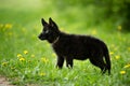 Shepherd puppy of black colour. sitting on the lawn. looking to Royalty Free Stock Photo