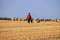 Shepherd With Red Dress Shirt, Romania Royalty Free Stock Photo