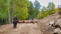 The shepherd rode his horse and drove his flock along the forest road. Royalty Free Stock Photo