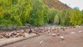 The shepherd rode his horse and drove his flock along the forest road Royalty Free Stock Photo