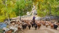 The shepherd rode his horse and drove his flock along the forest road Royalty Free Stock Photo