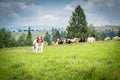 Shepherd`s dog on the pasture