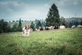 shepherd`s dog on the pasture Royalty Free Stock Photo