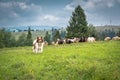 Shepherd`s dog on the pasture Royalty Free Stock Photo