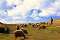 Shepherd`s with his sheeps