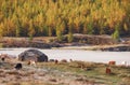 Shepherd`s house ail and herd of cows on ALtai mountain plateau Eshtykel. Altai, Russia Royalty Free Stock Photo