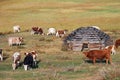 Shepherd`s house ail and herd of cows on ALtai mountain plateau Eshtykel. Altai, Russia Royalty Free Stock Photo