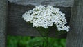 shepherd's purse Blind Weed