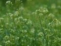 Shepherd's-purse - Capsella bursa pastoris