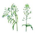 Shepherd`s purse Capsella bursa-pastoris, flowering plant with white small flowers.