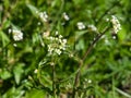 Shepherd`s-purse or Capsella bursa-pastoris flowers close-up, selective focus, shallow DOF Royalty Free Stock Photo