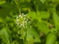 Shepherd`s-purse or Capsella bursa-pastoris flowers close-up, selective focus, shallow DOF Royalty Free Stock Photo