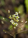 Shepherd`s-purse or Capsella bursa-pastoris flowers close-up, selective focus, shallow DOF Royalty Free Stock Photo