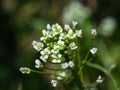 Shepherd`s-purse or Capsella bursa-pastoris flowers close-up, selective focus, shallow DOF Royalty Free Stock Photo