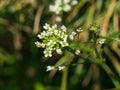 Shepherd`s-purse or Capsella bursa-pastoris flowers close-up, selective focus, shallow DOF Royalty Free Stock Photo