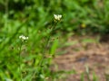 Shepherd`s-purse or Capsella bursa-pastoris flowers and riping fruits close-up, selective focus, shallow DOF Royalty Free Stock Photo