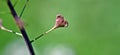 Shepherd`s-purse Capsella bursa-pastoris, with heart-shaped fruits