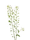 Shepherd`s purse, Capsella bursa-pastoris