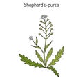 Shepherd s purse Capsella bursa-pastoris , medicinal herb